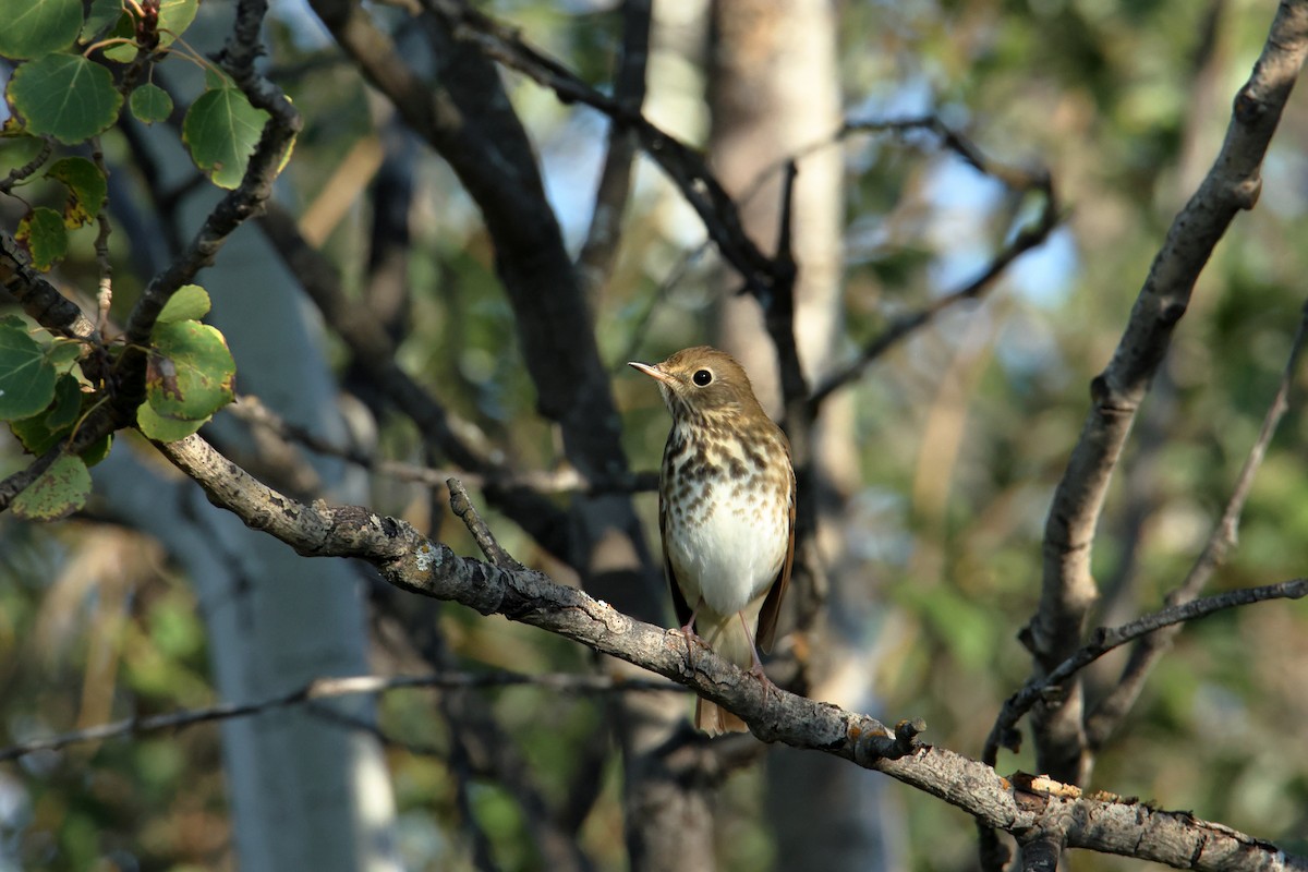 Hermit Thrush - ML642238494
