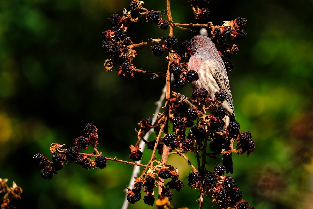 House Finch - ML642238496