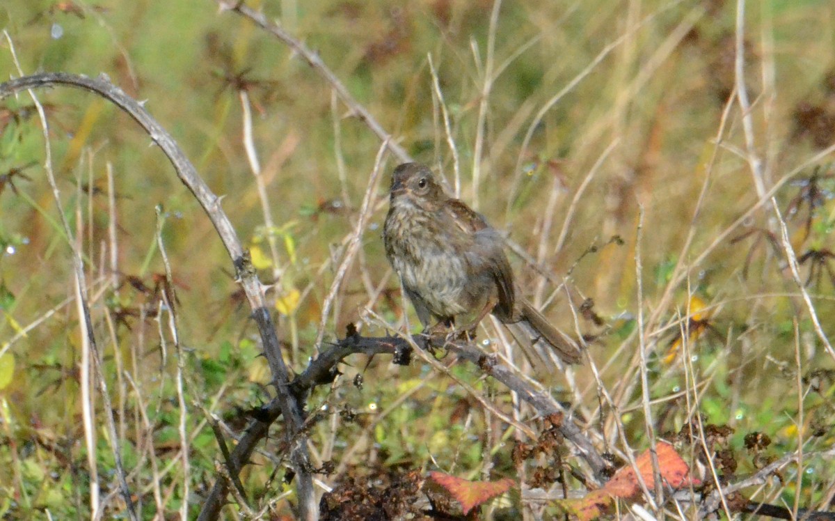 Song Sparrow - ML642238499