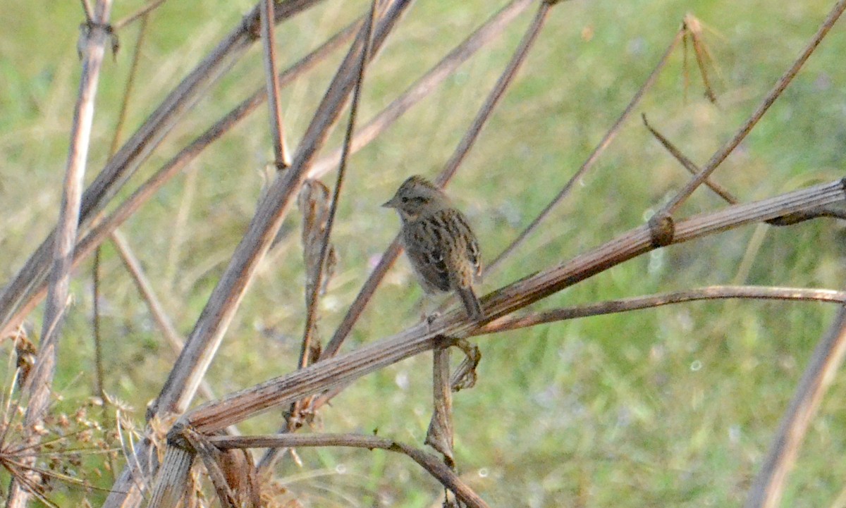 Lincoln's Sparrow - ML642238504