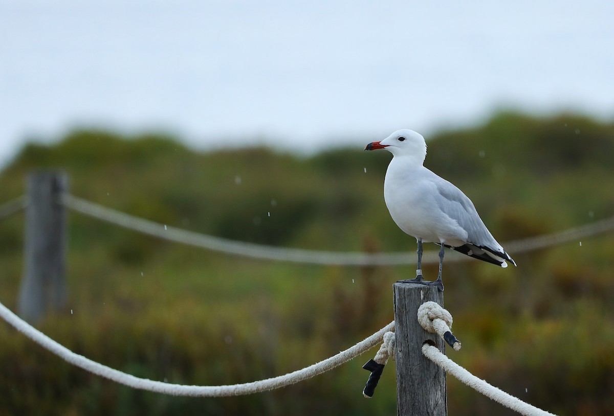 Audouin's Gull - ML642238506