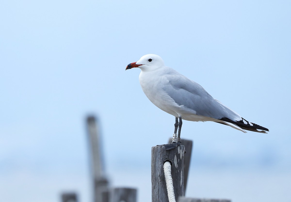 Audouin's Gull - ML642238508
