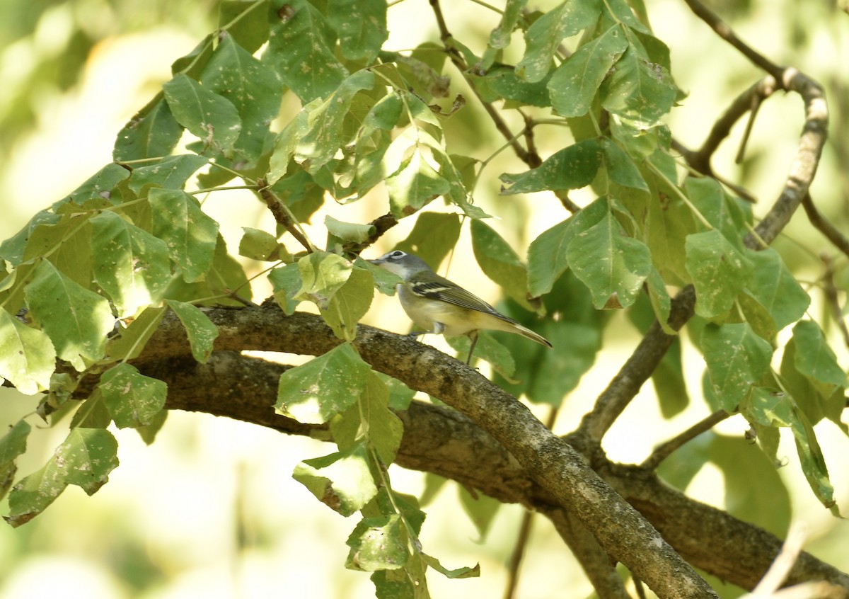 Blue-headed Vireo - ML642238510