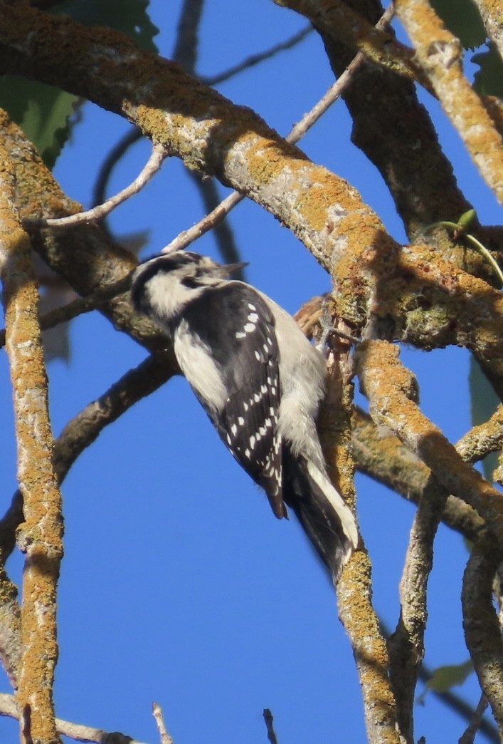Downy Woodpecker - ML642238518