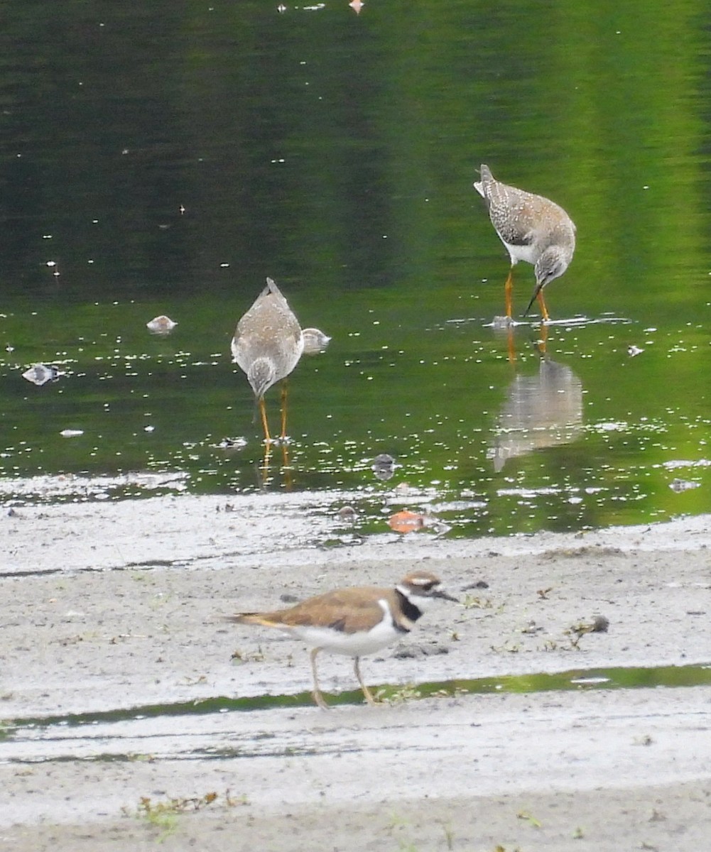 Killdeer - ML642238524