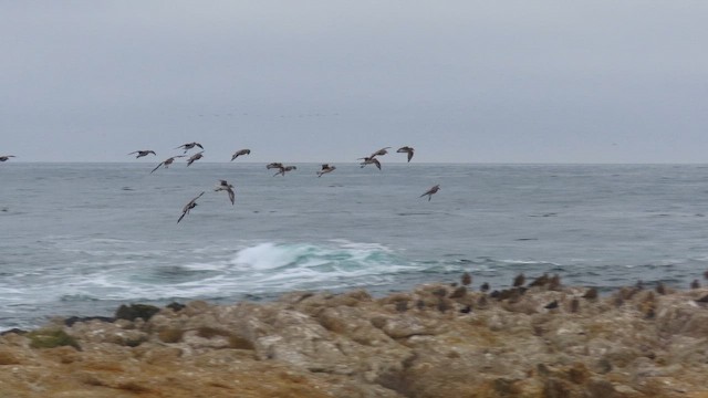 Black-bellied Plover - ML642238527