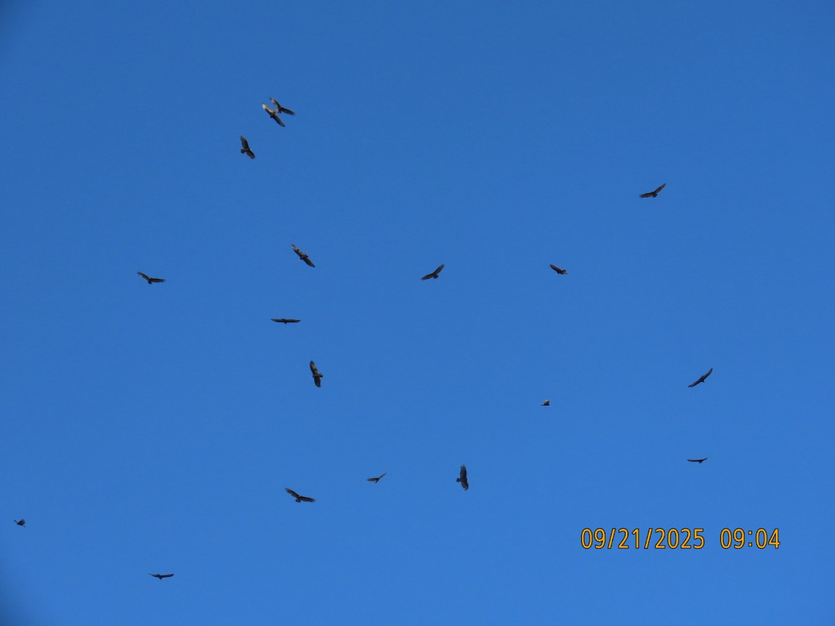Turkey Vulture - ML642238528