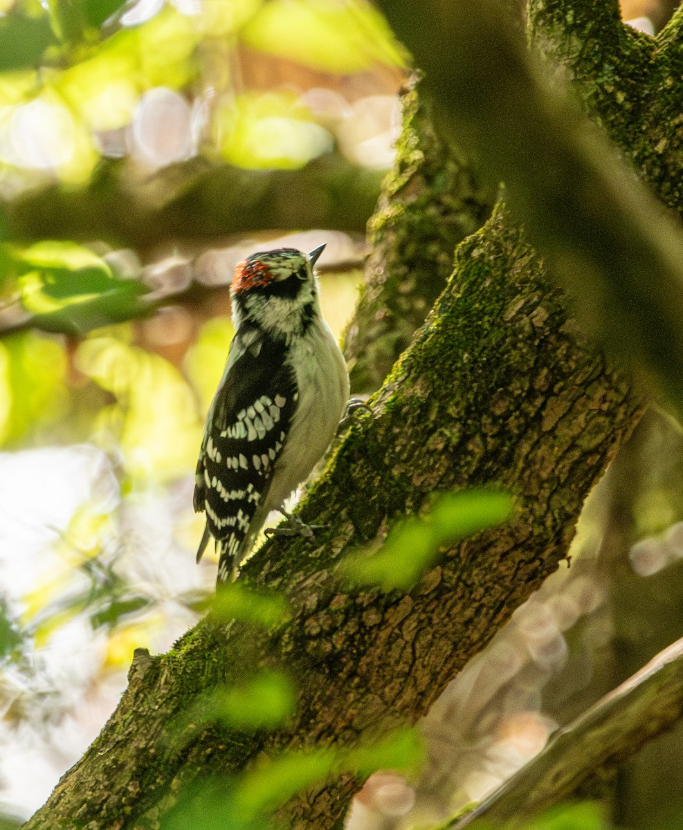 Downy Woodpecker - ML642238533
