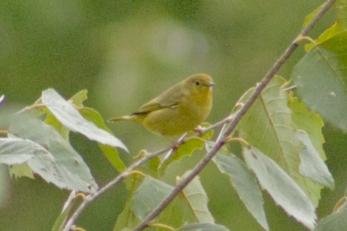 Yellow Warbler - ML642238535