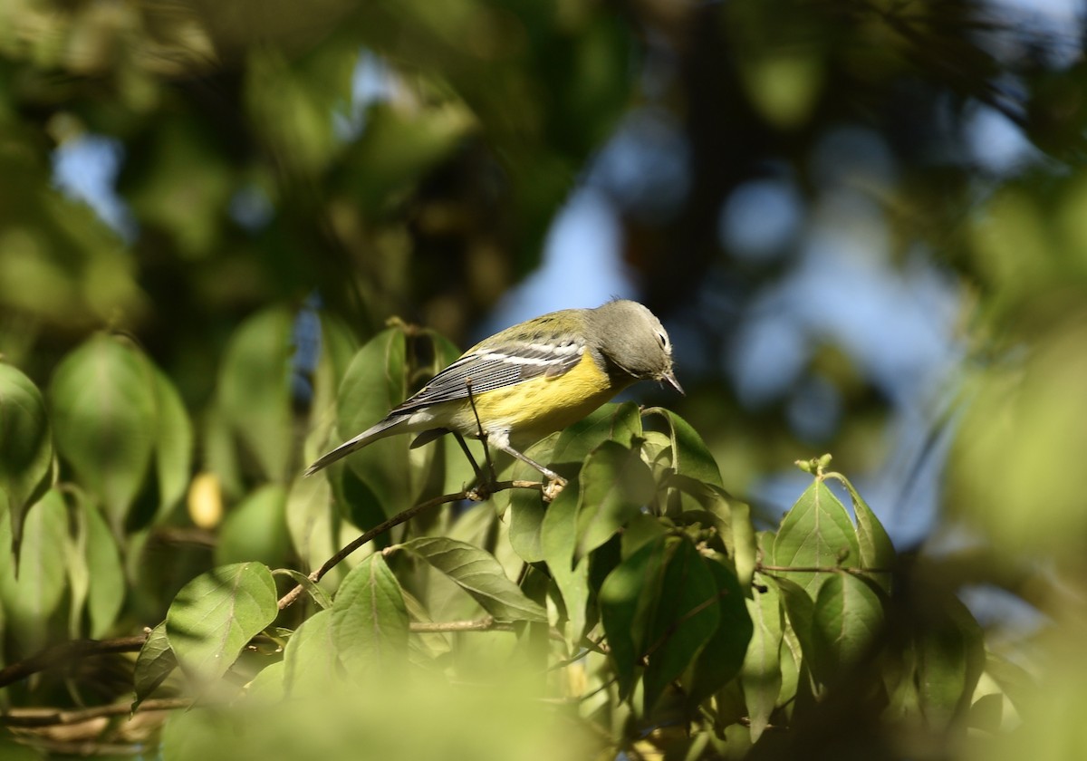 Magnolia Warbler - ML642238536