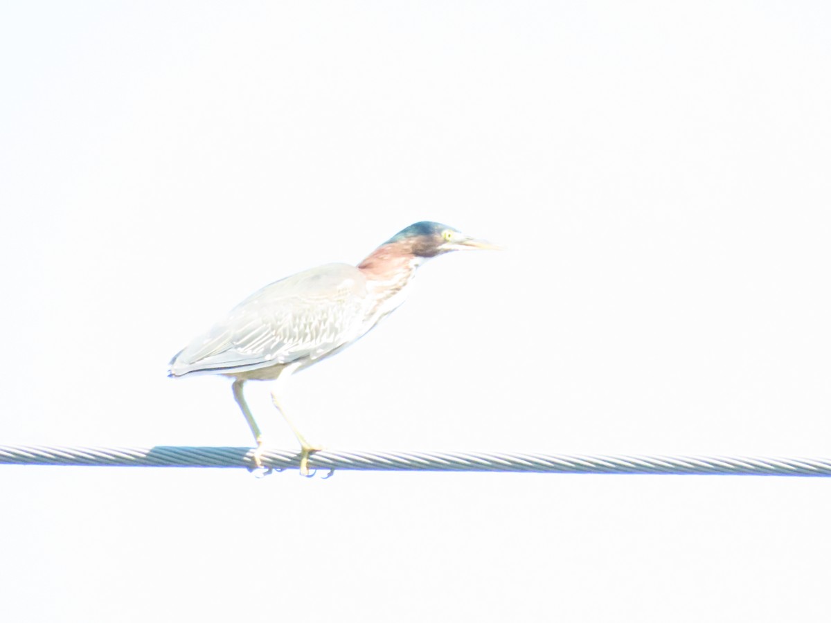 Green Heron - ML642238537