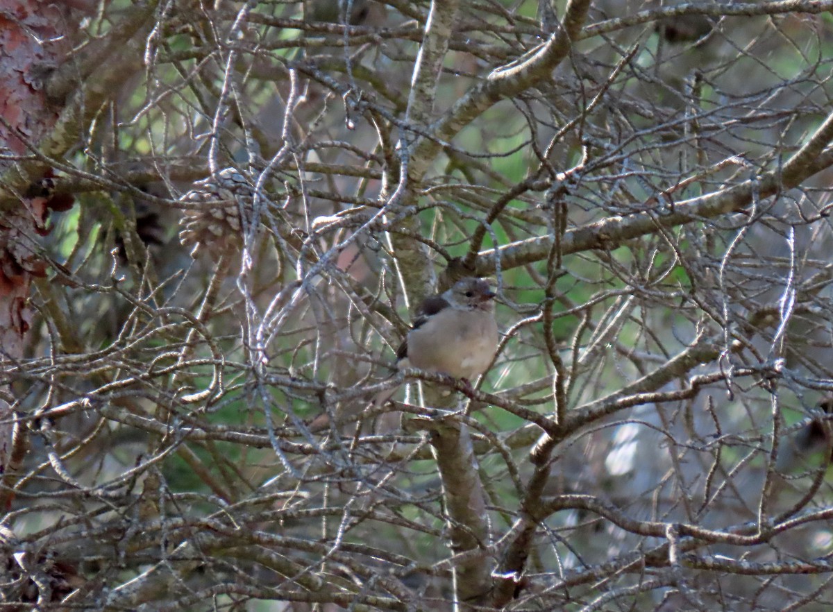 Common Chaffinch - ML642238539