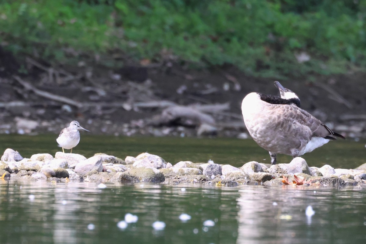 Solitary Sandpiper - ML642238542