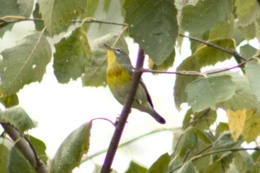 Northern Parula - ML642238543