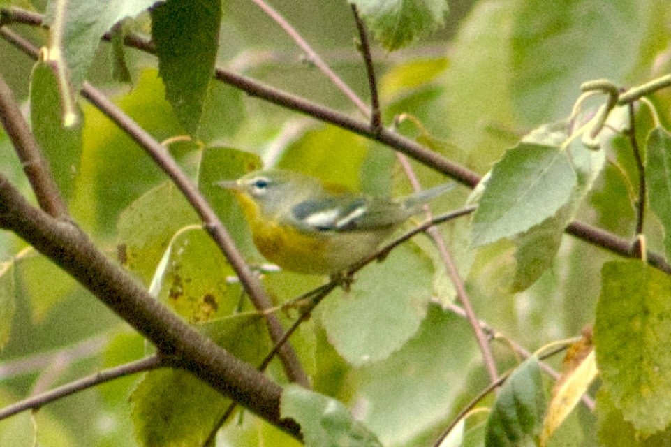 Northern Parula - ML642238544