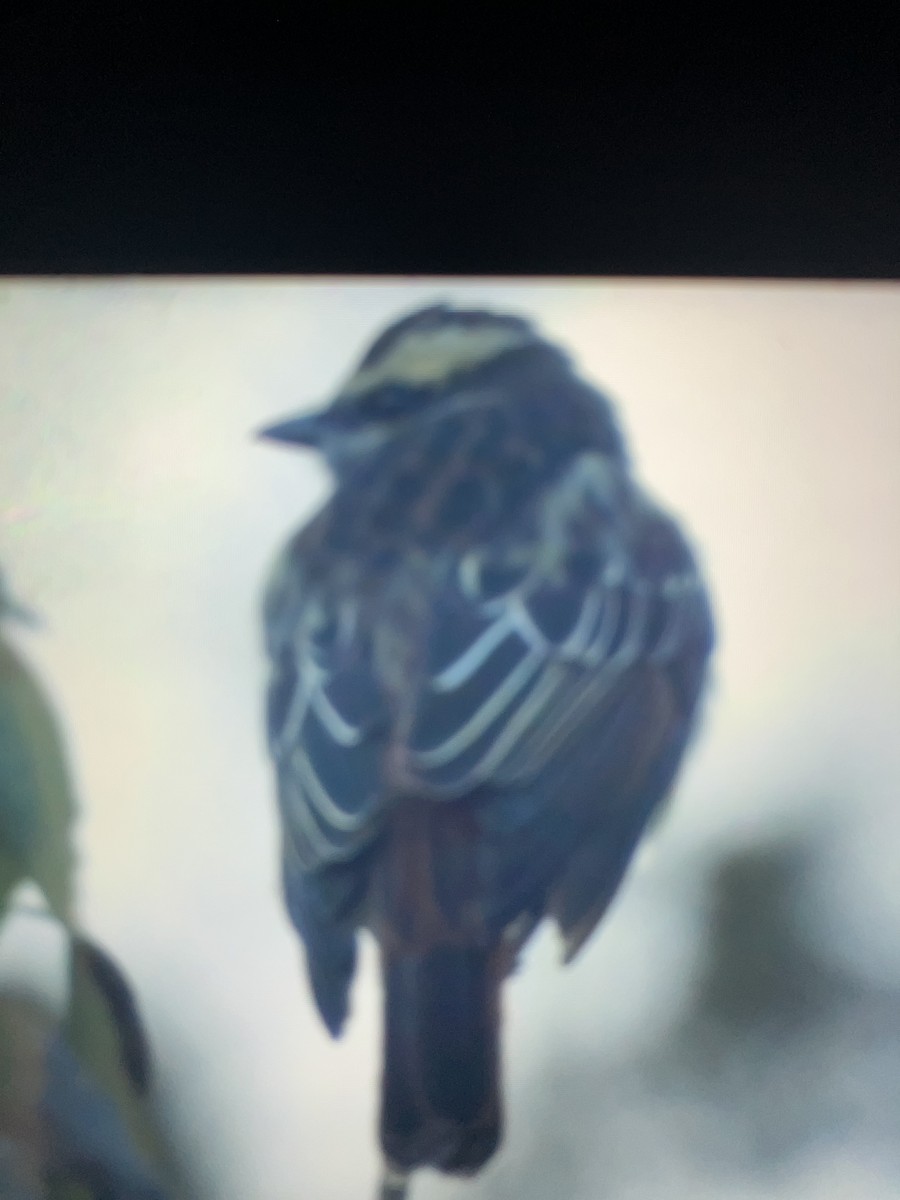 Variegated Flycatcher - ML642238565