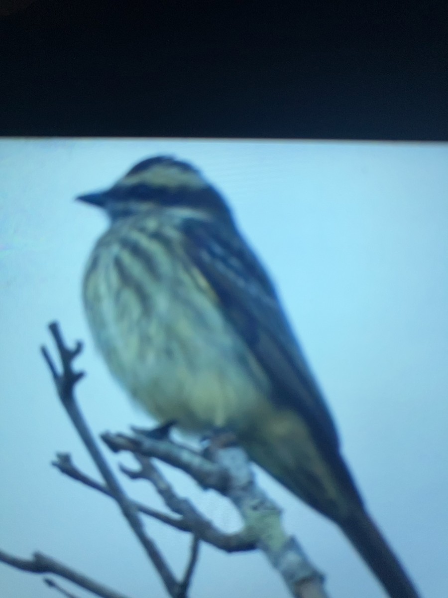 Variegated Flycatcher - ML642238566