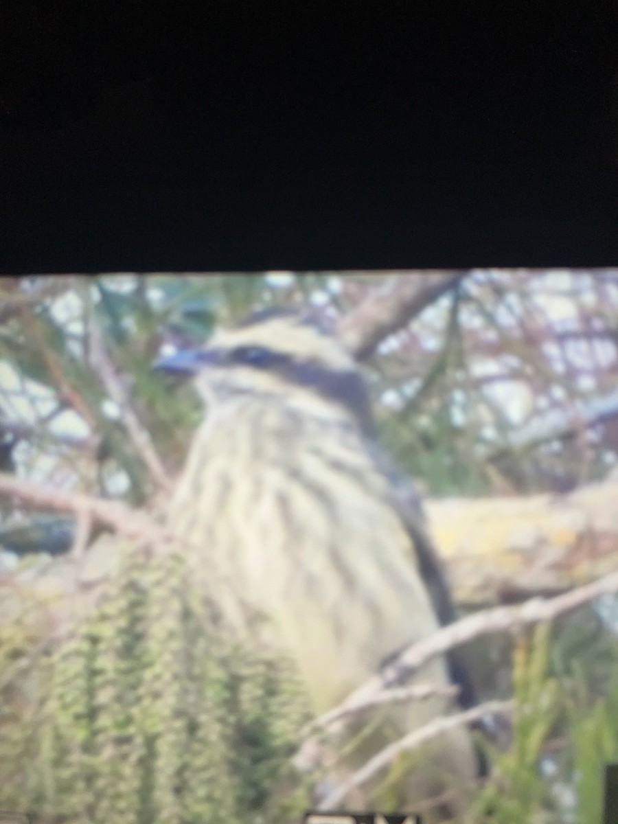 Variegated Flycatcher - ML642238567