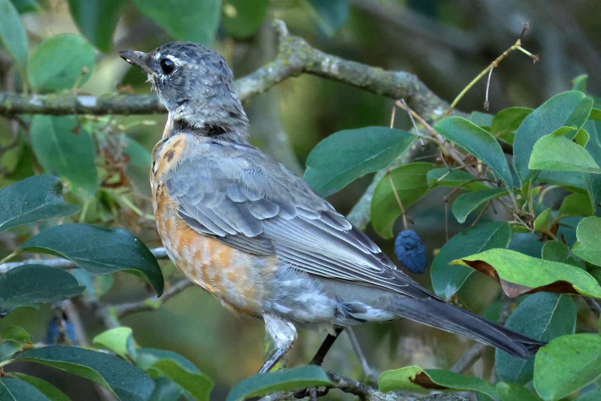 American Robin - ML642238594