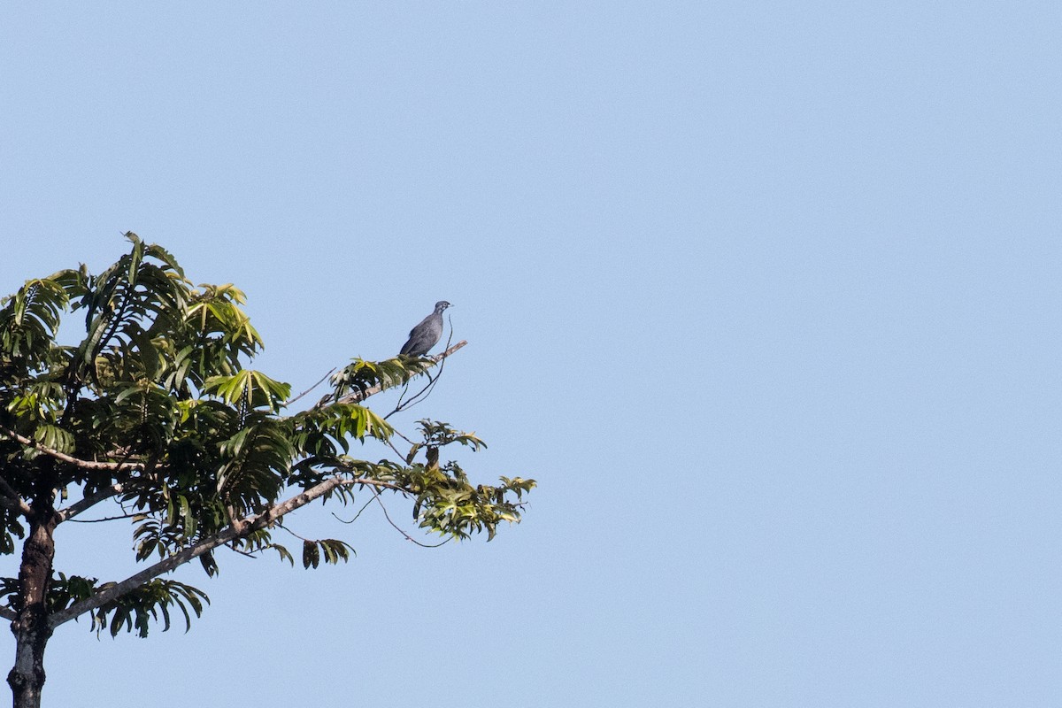 Bare-necked Fruitcrow - ML642238627