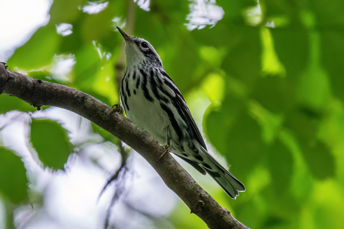 Black-and-white Warbler - ML642238661