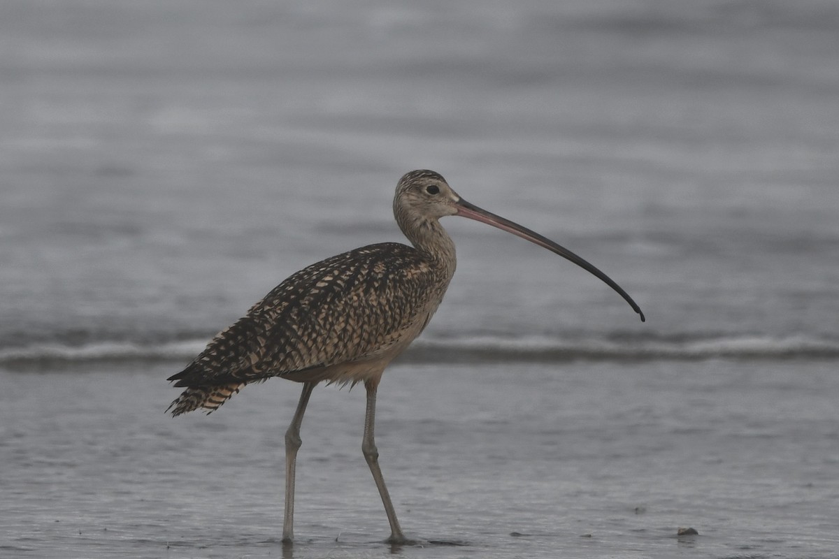 Long-billed Curlew - ML642238662