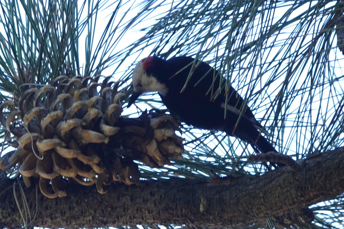 White-headed Woodpecker - ML642238665