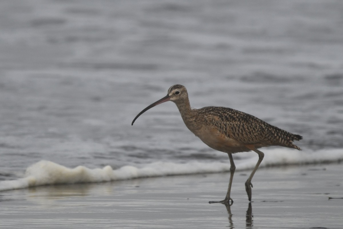 Long-billed Curlew - ML642238680