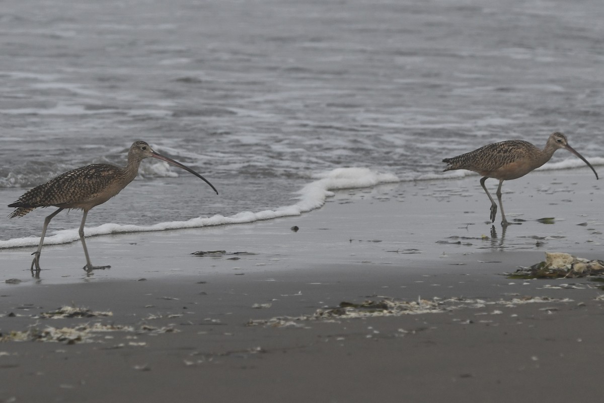 Long-billed Curlew - ML642238683