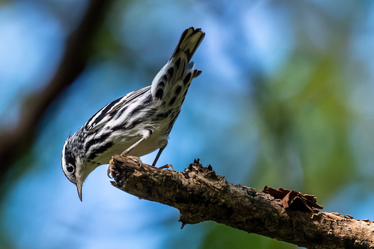 Black-and-white Warbler - ML642238715