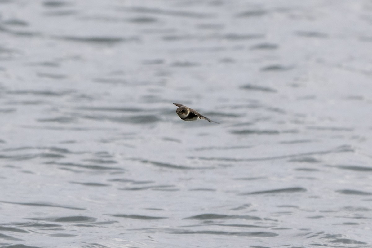 Bank Swallow - ML642238726