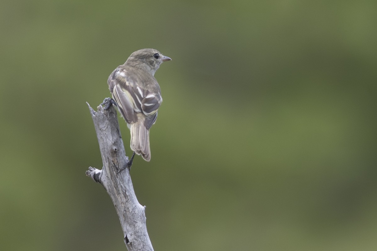 Caribbean Elaenia - ML642238729