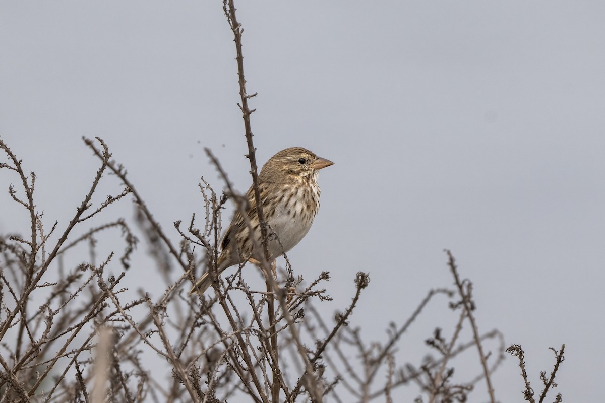 Savannah Sparrow (Large-billed) - ML642238732