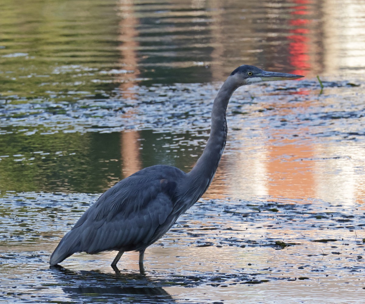 Great Blue Heron - ML642238735