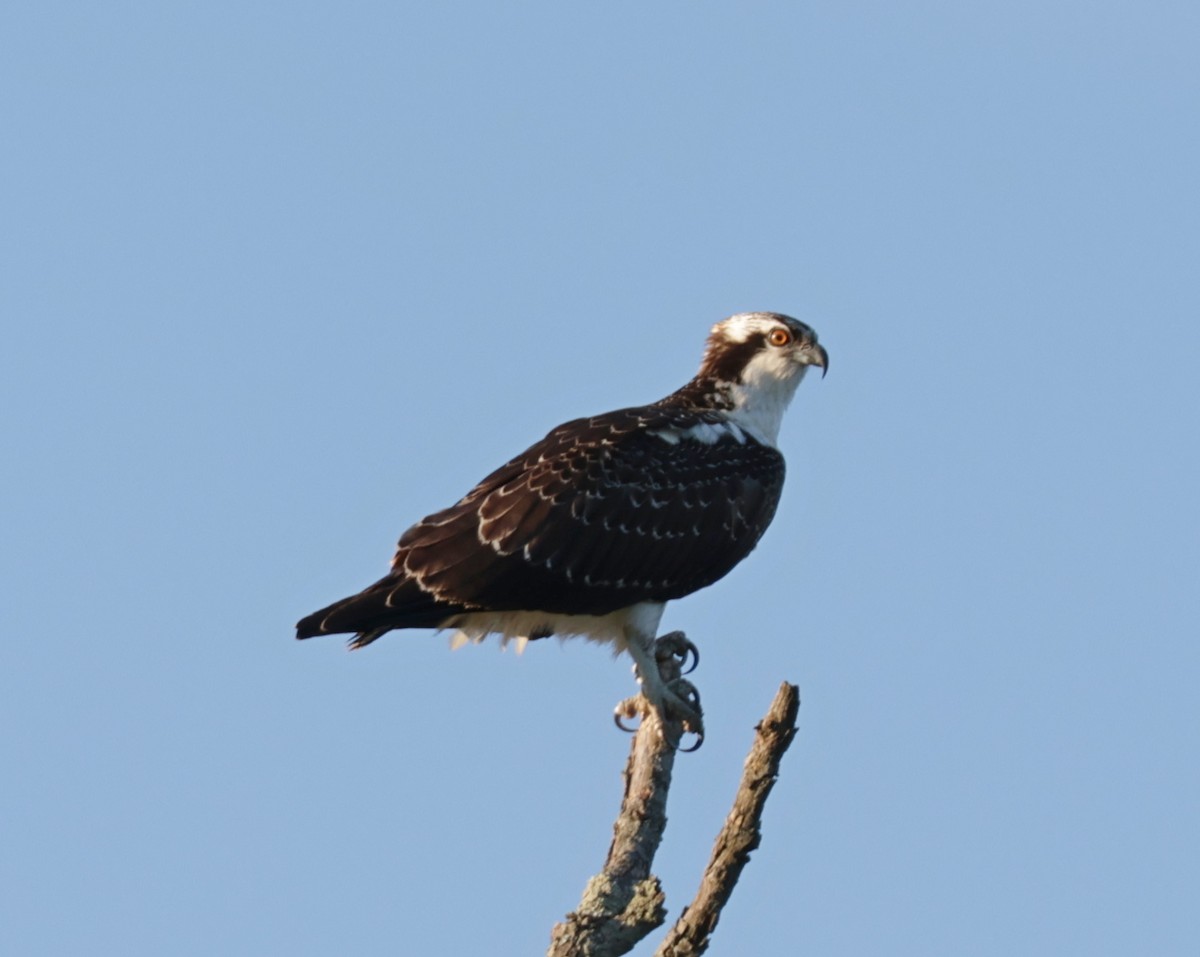 Osprey - ML642238737