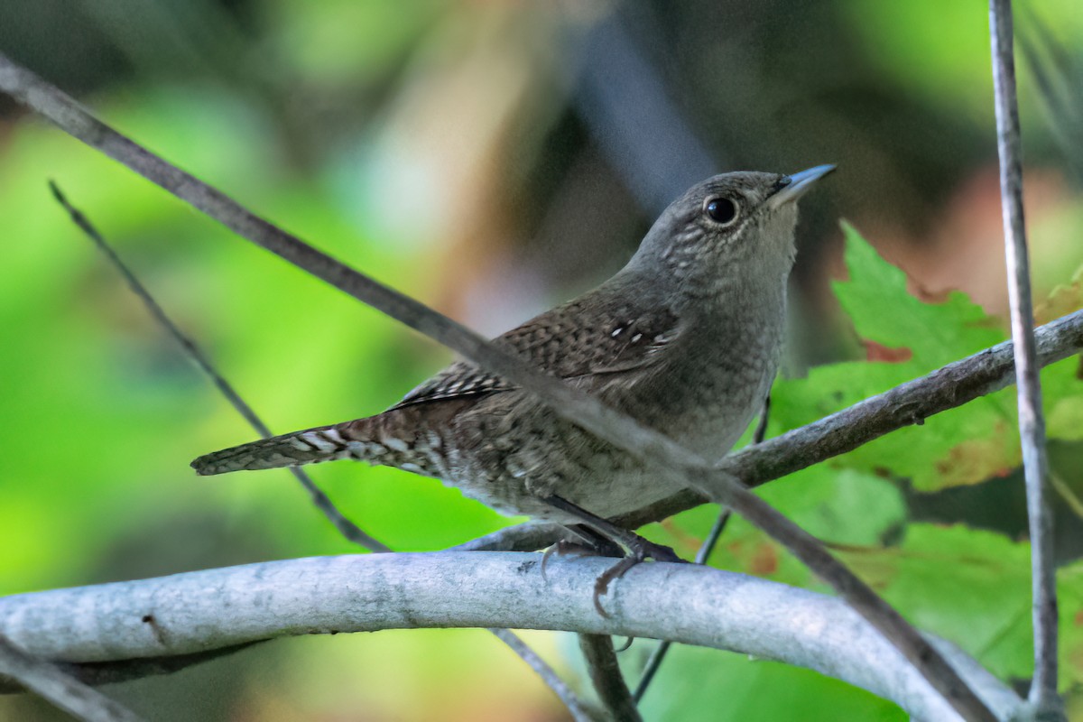 Northern House Wren - ML642238743
