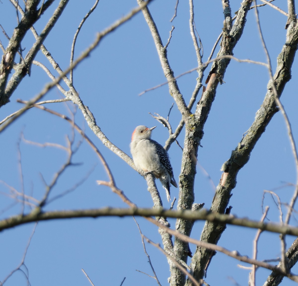 Red-bellied Woodpecker - ML642238747