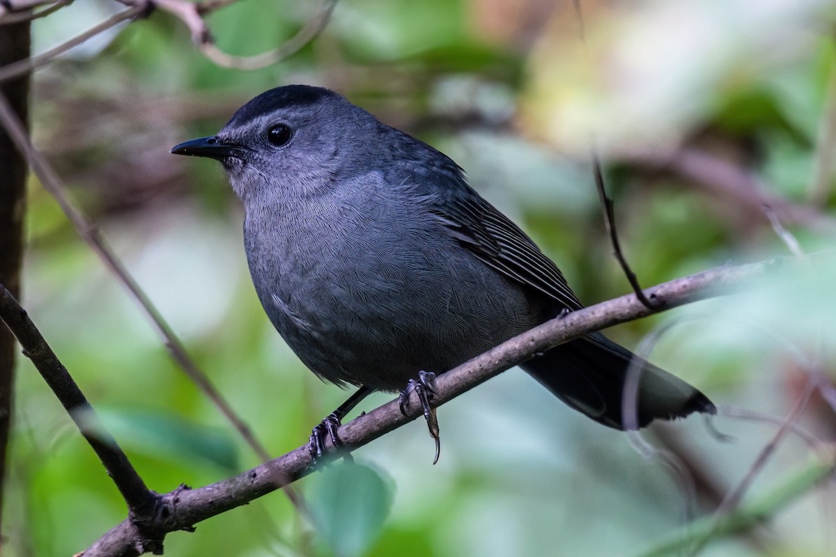 Gray Catbird - ML642238767