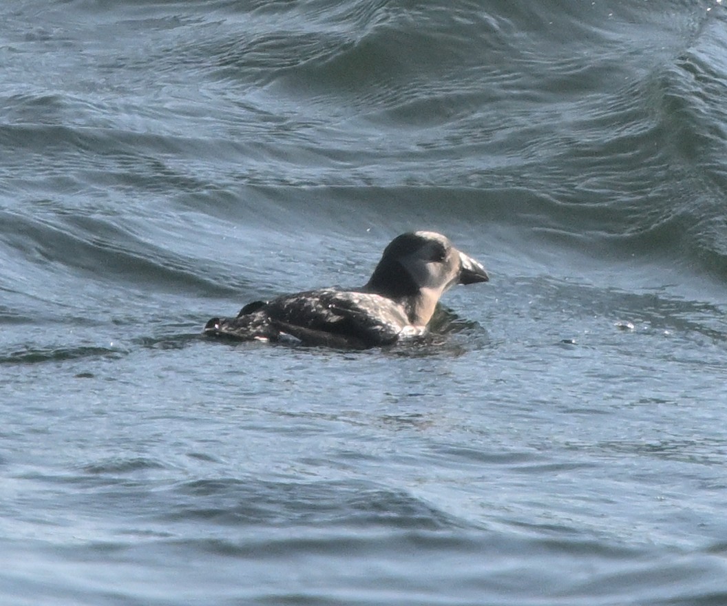 Atlantic Puffin - ML642238771