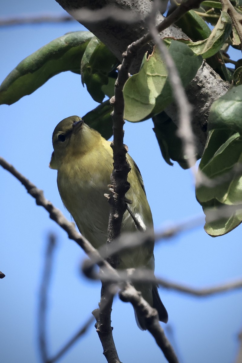 Tennessee Warbler - ML642238776