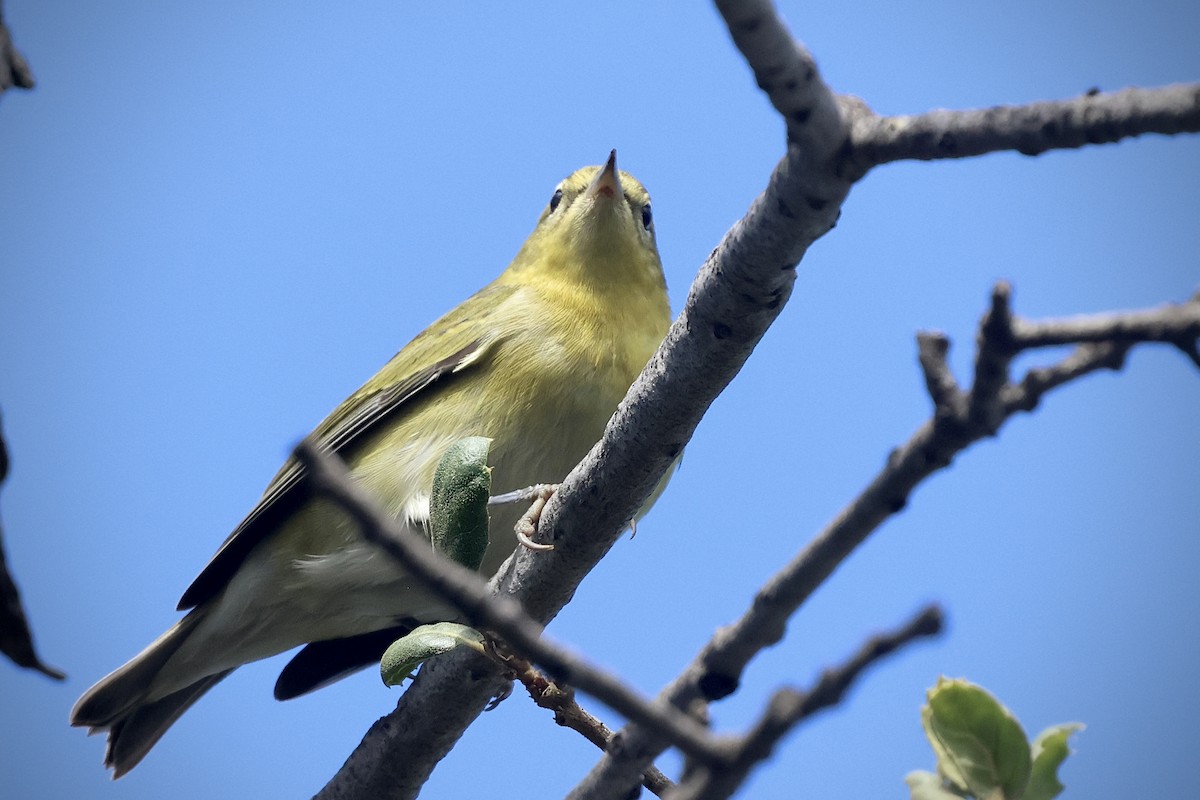 Tennessee Warbler - ML642238777