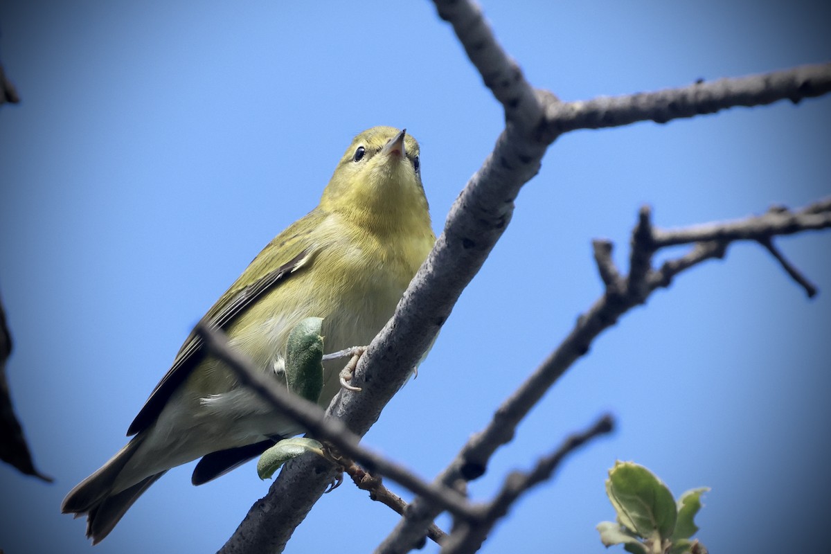 Tennessee Warbler - ML642238778