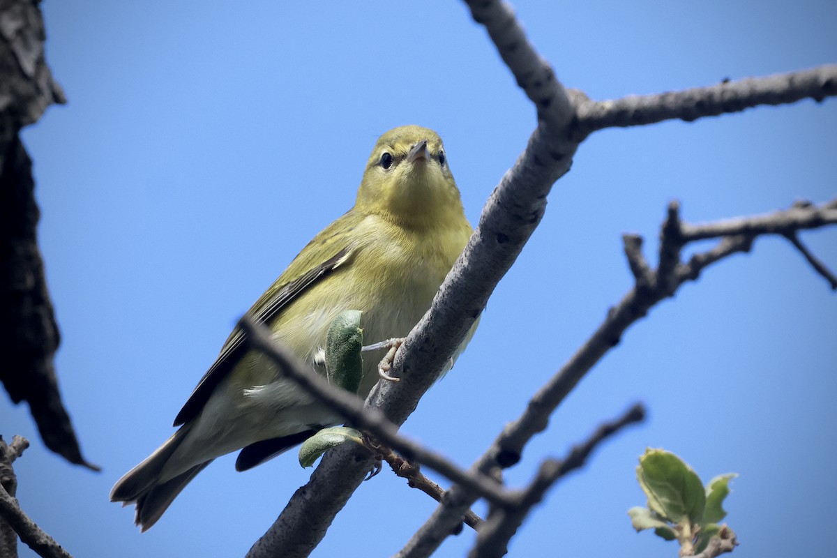 Tennessee Warbler - ML642238779