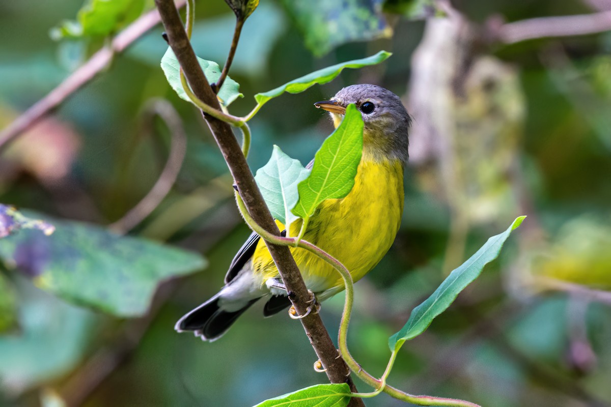 Magnolia Warbler - ML642238784