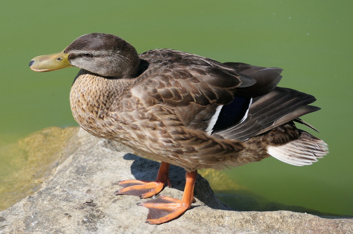 Mallard - ML642238792