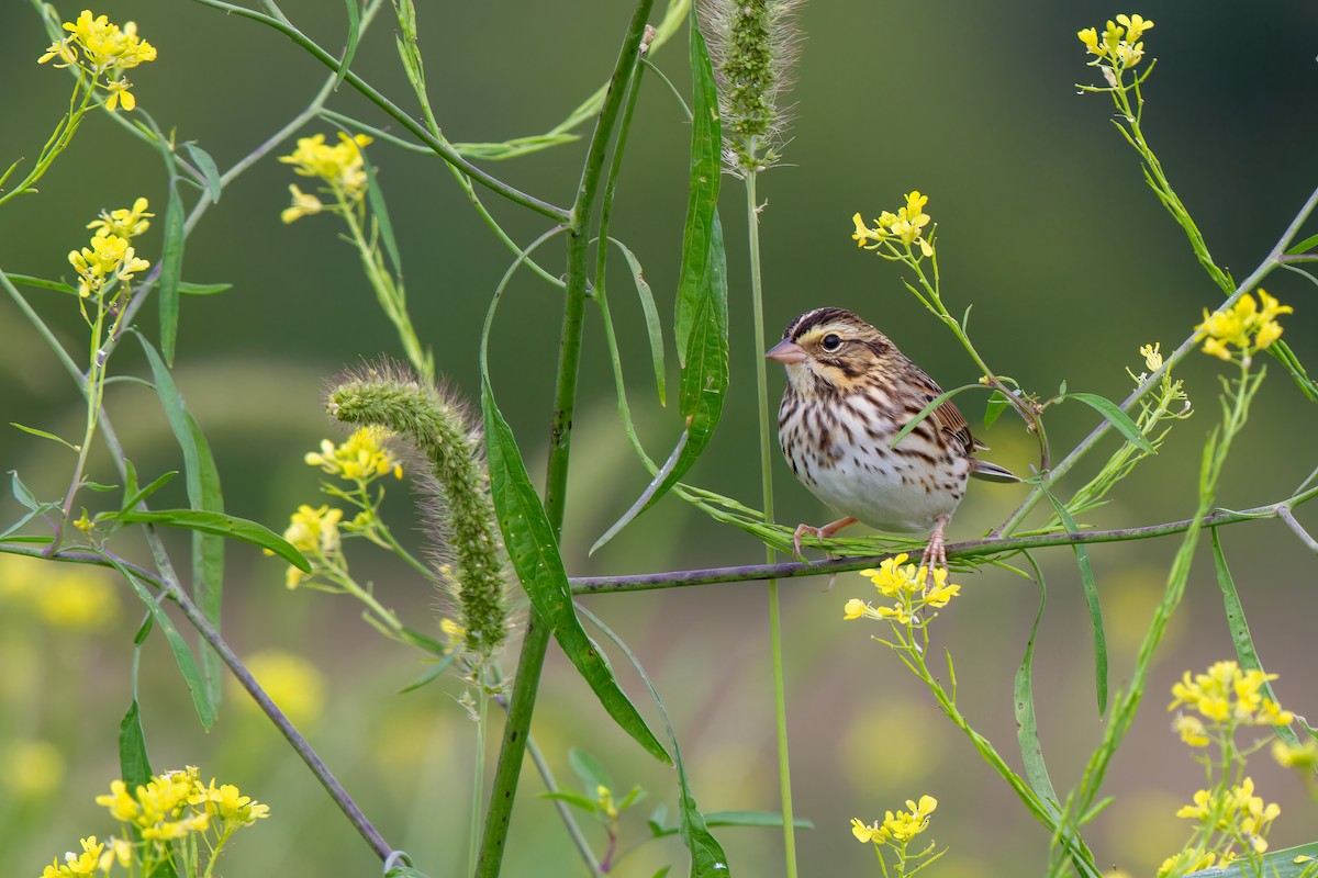 Savannah Sparrow (Savannah) - ML642238796