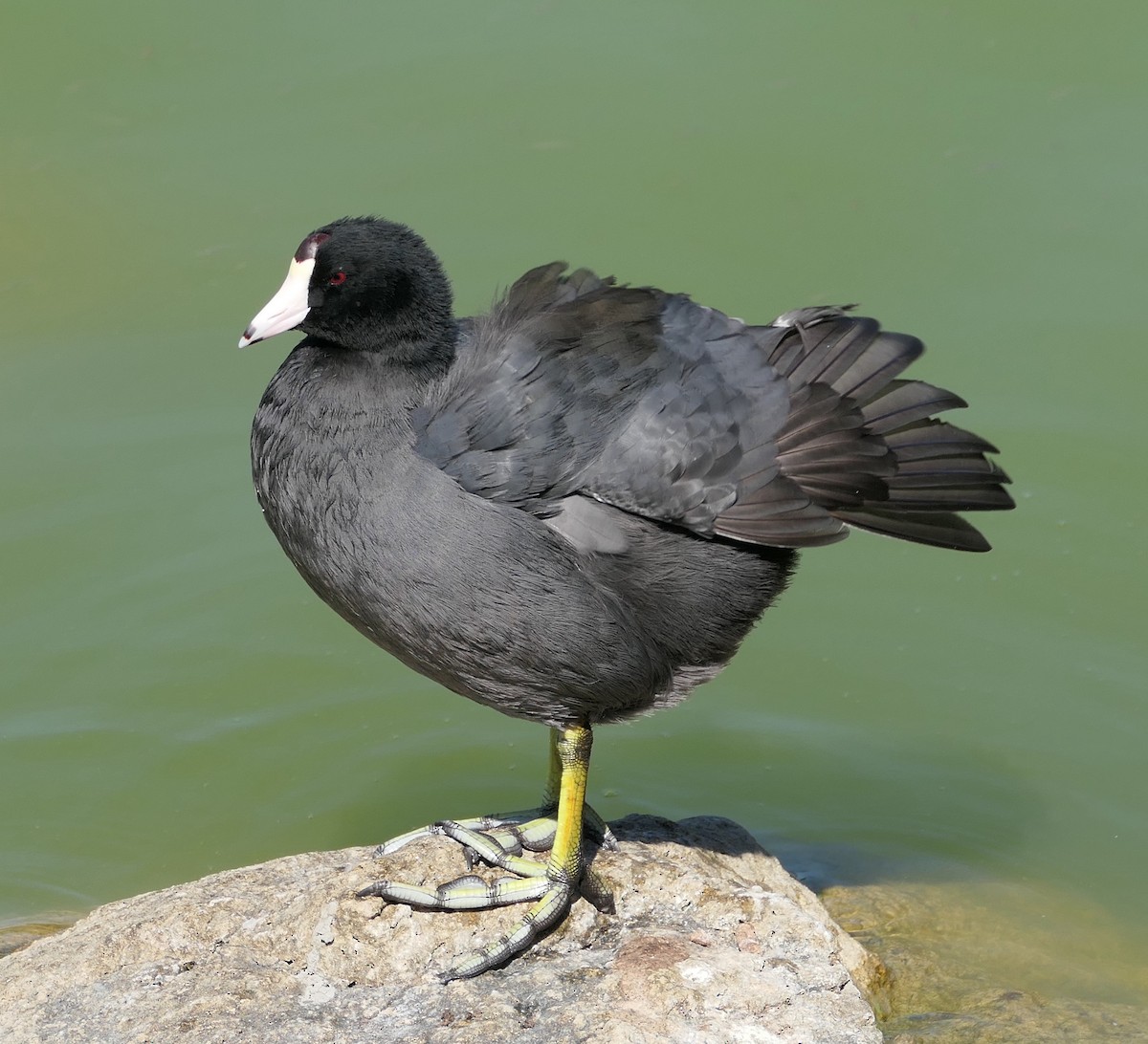 American Coot - ML642238800