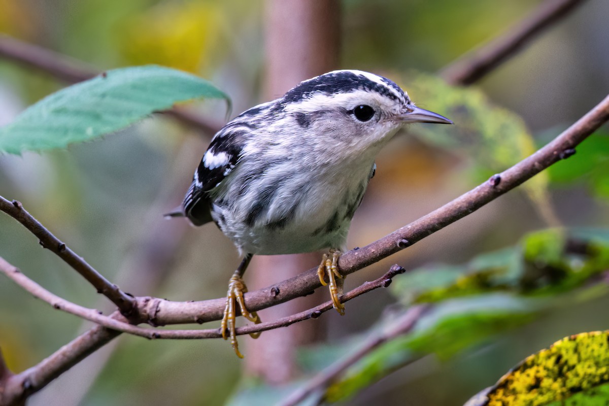 Black-and-white Warbler - ML642238801