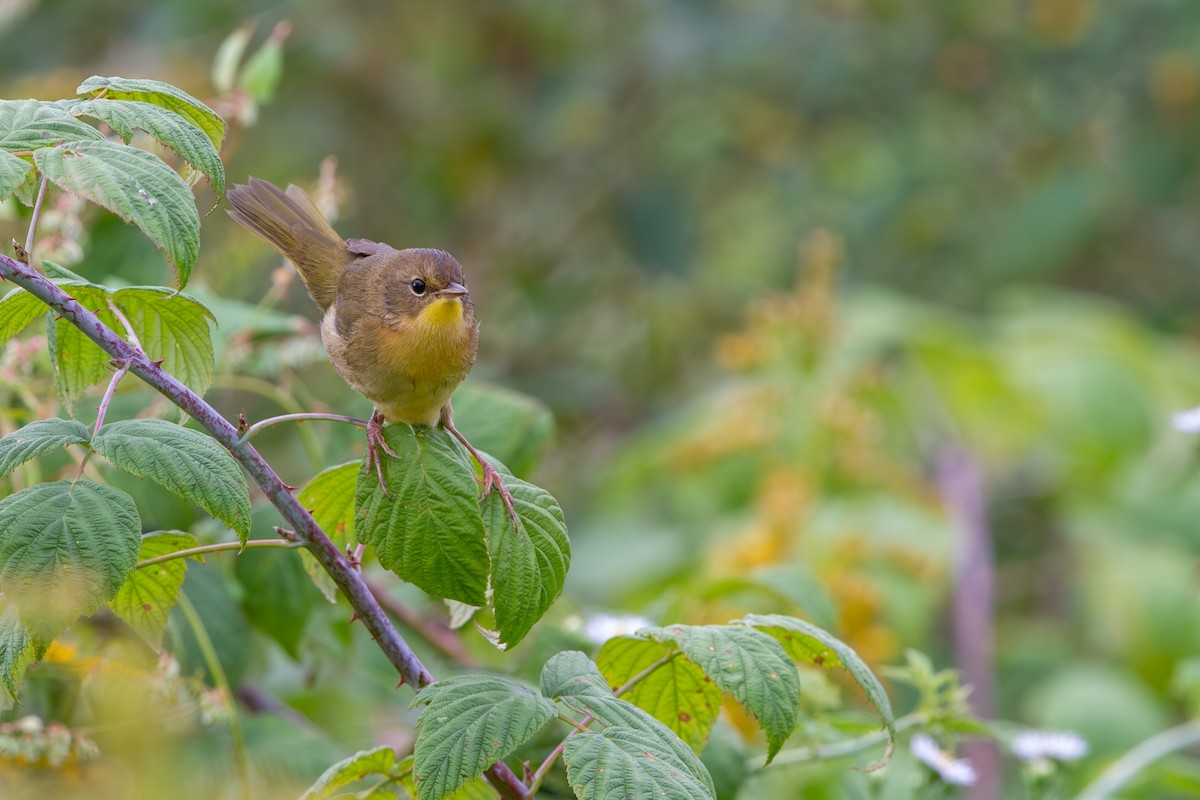 Common Yellowthroat - ML642238804