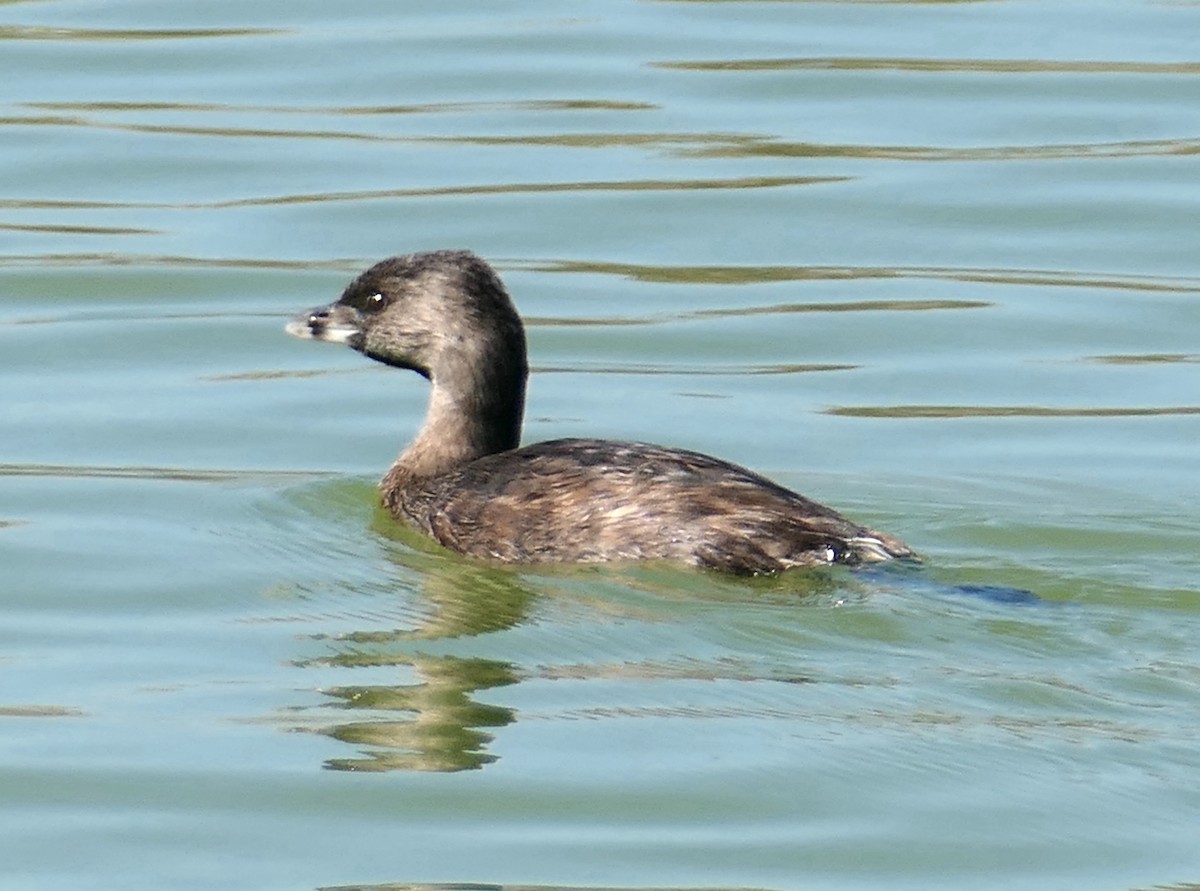 Pied-billed Grebe - ML642238808